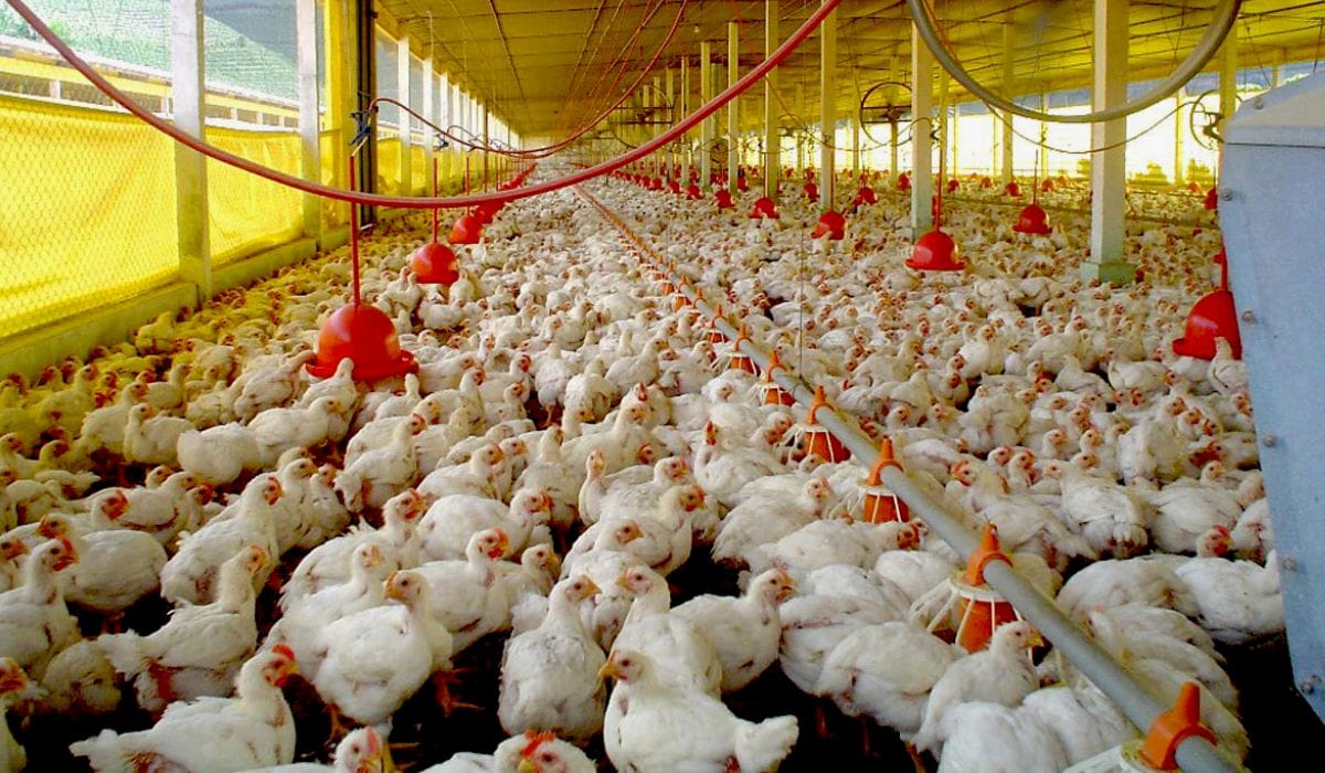 Gripe aviária leva China a suspender 51 frigoríficos brasileiros; SC tem 14 na lista 4 apos 1o caso de gripe aviaria no rs sc publica orientacoes foto cidasc divulgacao