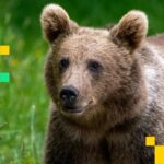 'Extremamente baixista:' O novo preço alvo do Bitcoin é de US$ 91 mil? 5 f740447a0604e010feb19f369e1bccfa7bec5ced 1920x1080